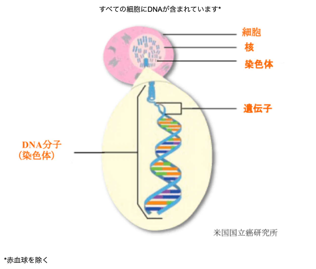 DNAの中の遺伝子